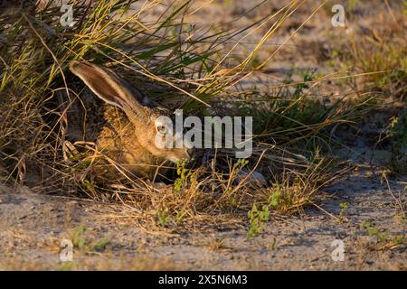 Stati Uniti, Texas, contea di Willacy. Port Mansfield, nascondiglio nero Foto Stock