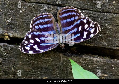 Stati Uniti, Texas, contea di Hidalgo. National Butterfly Center, farfalla messicana di bluewing Foto Stock