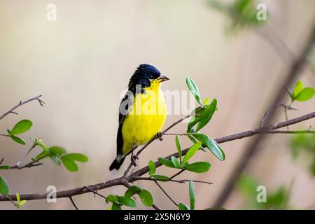 Stati Uniti, Texas, contea di Kendall. Block Creek Natural area, Lesser goldfinch maschio Foto Stock