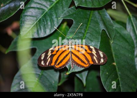 Farfalla al Butterfly Conservatory, Cascate del Niagara, Canada. Foto Stock