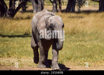 Zimbabwe, 3 maggio 2024. Un elefante africano salvato in un santuario faunistico in Zimbabwe. Credito: Vuk Valcic/Alamy Foto Stock