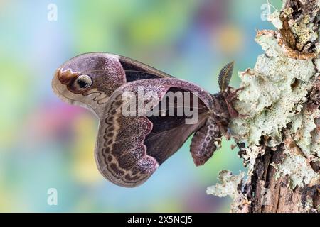 Stati Uniti, Stato di Washington, Sammamish. Falena di seta promethea maschile su ramo coperto di lichene Foto Stock