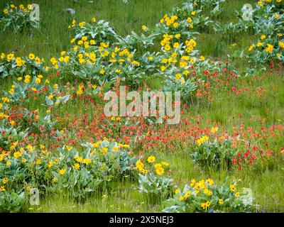 Stati Uniti, stato di Washington, contea di Kittitas. Fiori selvatici in un campo nella contea di Kittitas. Foto Stock