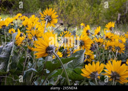 WA25245-00...WASHINGTON - Balsamroots di Arrowleaf che fioriscono sotto un pino ponderosa lungo la strada di Fawn Creek nella Methow Valley. Foto Stock