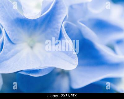 Stati Uniti, Stato di Washington, Auburn. Primo piano di un petali di fiori di ortensia blu. Foto Stock