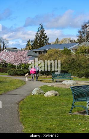 Bremerton, Stato di Washington, Stati Uniti. La coppia cammina il proprio cane in un parco con alberi di ciliegio che fioriscono. (Solo per uso editoriale) Foto Stock