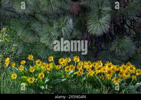 WA25281-00...WASHINGTON - Balsamroot Arrowleaf fiorito in una foresta di pini Ponderosa con fiori bianchi di Serviceberry occidentali. Foto Stock