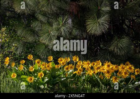 WA25282-00...WASHINGTON - Balsamroot Arrowleaf fiorito in una foresta di pini Ponderosa con fiori bianchi di Serviceberry occidentali. Foto Stock