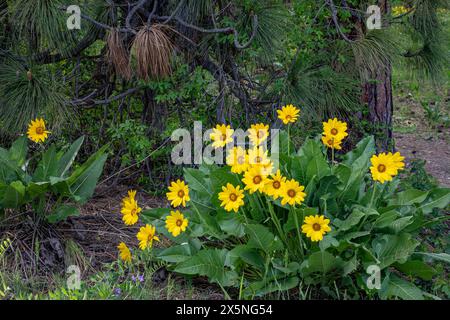 WA25282-00...WASHINGTON - Balsamroot di Arrowleaf in fiore in una foresta di pini Ponderosa a Leavenworth,. Foto Stock