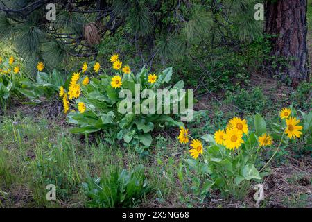 WA25284-00...WASHINGTON - Balsamroot di Arrowleaf in fiore in una foresta di pini Ponderosa a Leavenworth,. Foto Stock