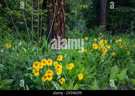 WA25296-00...WASHINGTON - Balsomroot di Arrowleaf, Steppe Sweetpea Western Serviceberry fiorito in una foresta di pini di Ponderosa. Foto Stock