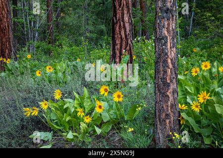 WA25297-00...WASHINGTON - Fiori che fioriscono in una foresta di pini di Ponderosa vicino a Leavenworth. Foto Stock