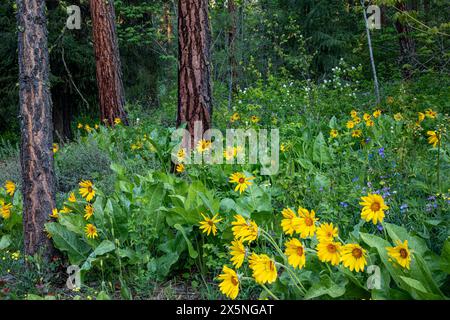 WA25298-00...WASHINGTON - Balsomroot di Arrowleaf, Steppe Sweetpea Western Serviceberry fiorito in una foresta di pini di Ponderosa. Foto Stock