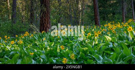 WA25299-00..WASHINGTON - Un prato ricoperto di Balsamroot Arrowleaf in una Ponderosa Pine Forest. Foto Stock