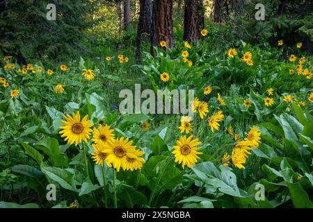 WA25300-00..WASHINGTON - Un prato ricoperto di balsamroot Arrowleaf in una Ponderosa Pine Forest. Foto Stock