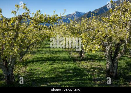 WA25313-00...WASHINGTON - A pear tree orchard in Leavenworth. Foto Stock