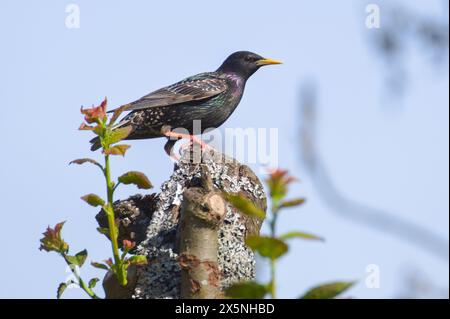 Sturnus vulgaris, noto anche come European starling sulla cima dell'albero. Uccello comune nella repubblica Ceca. Foto Stock