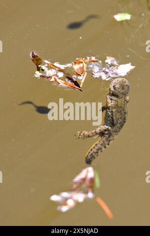 Lissotriton montandoni alias Triturus montandoni alias Carpathian Newt. L'anfibio endemico sta nuotando nello stagno. Natura della repubblica ceca. Foto Stock