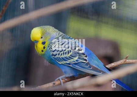 Un parrocchetto blu e giallo è appollaiato su una diramazione. L'uccello ha un'espressione curiosa sul viso Foto Stock