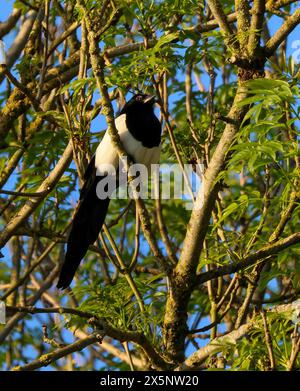 Oxford Island Nature Reserve, Lough Neagh, County Armagh, Irlanda del Nord, Regno Unito. 10 maggio 2024. Tempo nel Regno Unito - una splendida giornata di sole con temperature fino ai venti gradi Celsius. Il sole e il cielo blu durano fino al tramonto. Un magpie - pica pica pica - arroccato in alto nei rami degli alberi in una soleggiata serata primaverile con cielo blu. UK Pica Pica magpie in piedi in posizione verticale arroccato su un albero. Crediti: CAZIMB/Alamy Live News. Foto Stock