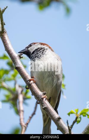 Ein Spatz sitzt auf einem AST ad Aquisgrana AM 1. Mai 2024. GERMANIA - AQUISGRANA - PASSERO Foto Stock