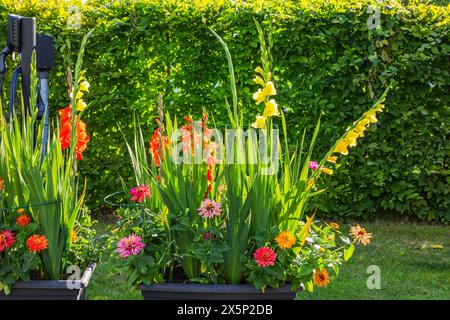 Splendida vista sui gladioli rossi e gialli del giardino e sugli astri che fioriscono in scatole di fiori. Foto Stock