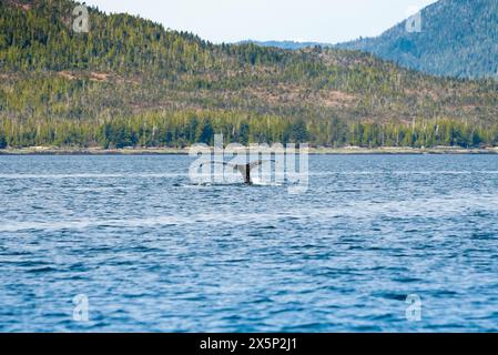 Il trematode o la coda di una megattera (Megaptera novaeangliae) mentre si tuffa nelle acque vicino alla costa di Ketchikan, Alaska Foto Stock