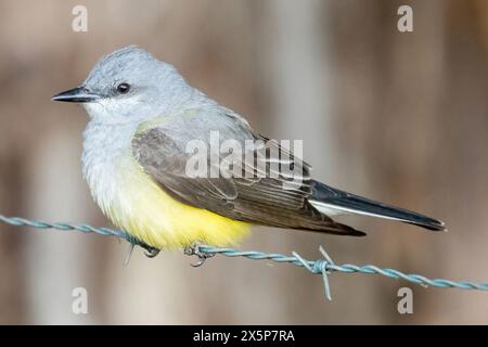 WESTERN Kingbird che si forgia su filo spinato. Sierra Vista Open Space Preserve, Santa Clara County, California. Foto Stock