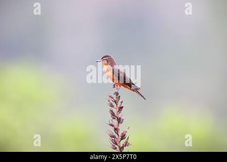 Il flycatcher della scogliera (Hirundinea ferruginea sclateri) è una specie di uccello della famiglia dei tiranno flycatcher, Tyrannidae. Foto Stock