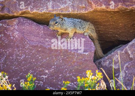 Young Rock Squirrel (Otospermophilus variegatus), precedentemente (Citellus variegatus), che riposa su masso roccioso, Castle Rock area del Colorado USA. Foto Stock