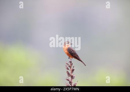 Il flycatcher della scogliera (Hirundinea ferruginea sclateri) è una specie di uccello della famiglia dei tiranno flycatcher, Tyrannidae. Foto Stock