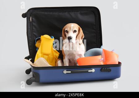 Bel cane seduto in valigia su sfondo bianco Foto Stock