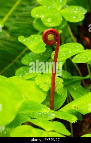 Deer Fern (Blechnum spicant) lungo Kentucky Falls Trail, Kentucky Falls Special Interest area, Siuslaw National Forest, Oregon Foto Stock