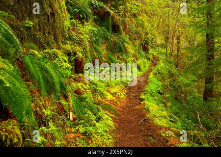 Kentucky Falls Trail, Kentucky cade speciale area di interesse, Siuslaw National Forest, Oregon Foto Stock