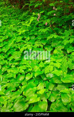 Giglio selvaggio della valle (Maianthemum canadensis) lungo il North Fork Smith Trail, Kentucky Falls Special Interest area, Siuslaw National Forest, Oregon Foto Stock