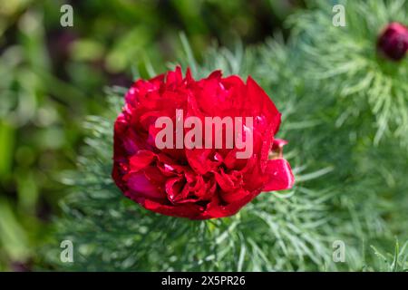 'Plena' Fernleaf Peony, Dillpion (Paeonia tenuifolia) Foto Stock