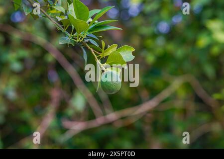 Arancia verde acuta che cresce sul suo albero Foto Stock
