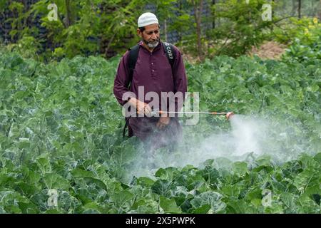 Srinagar, India. 10 maggio 2024. Un agricoltore del Kashmir spruzza pesticidi nel suo campo vegetale a Srinagar, la capitale estiva del Jammu e del Kashmir. (Foto di Faisal Bashir/SOPA Images/Sipa USA) credito: SIPA USA/Alamy Live News Foto Stock