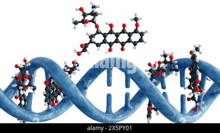 Il rendering 3d delle molecole di doxorubicina intercala il DNA attraverso la formazione di legami idrogeno con guanine in coppie di base GC adiacenti Foto Stock