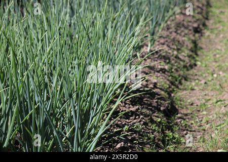 Molti gambi di cipolla verde nel giardino di un contadino illuminato dal sole estivo Foto Stock