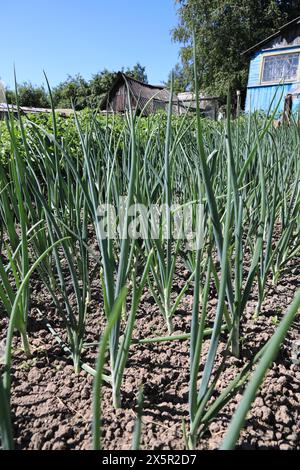 Gambi di cipolla verde in primo piano sullo sfondo frammenti di indeterminati edifici del villaggio in lontananza Foto Stock