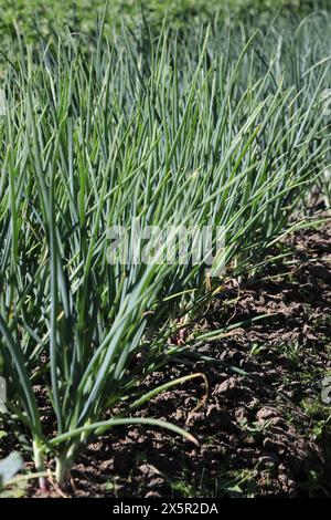 Boschetti verdi di cipolle coltivate nella stagione estiva con orientamento verticale Foto Stock