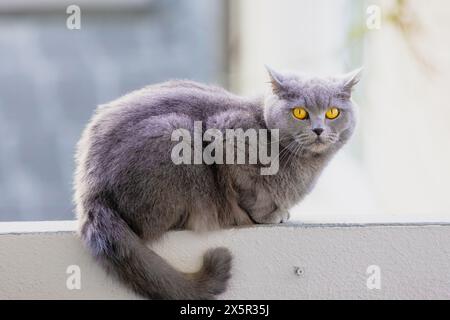 Un gatto grigio con occhi gialli fissa la telecamera. La pelliccia del gatto è lunga e soffice, conferendole un aspetto morbido e soffice. Concetto di curiosità e p Foto Stock