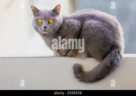 Un gatto grigio con occhi gialli fissa la telecamera. La pelliccia del gatto è lunga e soffice, conferendole un aspetto morbido e soffice. Concetto di curiosità e p Foto Stock