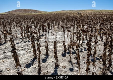 Piantagione secca di girasoli dovuta alla siccità, Utrera, Andalusia, Spagna Foto Stock