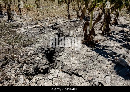 Terreno secco, in piantagione asciutta di girasoli a causa della siccità, Utrera, Andalusia, Spagna Foto Stock