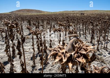 Piantagione secca di girasoli dovuta alla siccità, Utrera, Andalusia, Spagna Foto Stock