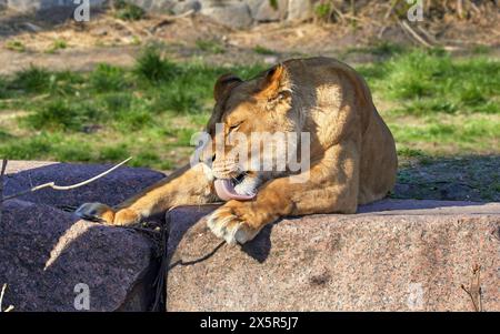 Immagine di una grande leonessa che lecca le zampe con la lingua Foto Stock