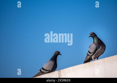 Piccioni rocciosi appollaiati sui tetti di Dehradun City, Uttarakhand, India. Foto Stock