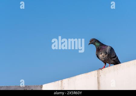 Piccioni rocciosi appollaiati sui tetti di Dehradun City, Uttarakhand, India. Foto Stock